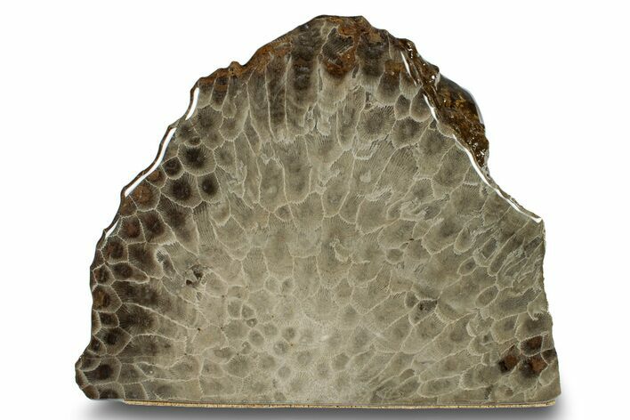 Free-Standing, Petoskey Stone (Fossil Coral) Section - Michigan #253636